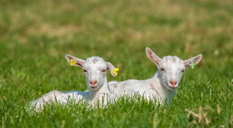 Schweizer Emmi übernimmt Mehrheit an Leeb Biomilch