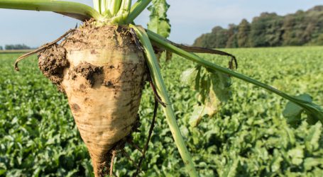 Agrana investiert in Tulln in kristallines Betain