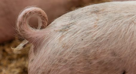 VGT: Hartinger-Klein will gegen Schwanzkupieren vorgehen