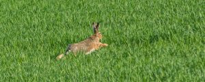 Jäger fordern bessere Maßnahmen zum Schutz von Niederwild