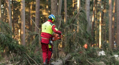 OÖ: Mehr als eine Mio. für Forstwirte aus dem Katastrophenfonds