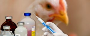 Geflügelgesundheitsdienst veröffentlicht Kurzfilm zu Antibiotika