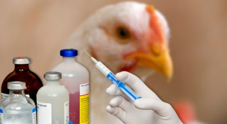 Geflügelgesundheitsdienst veröffentlicht Kurzfilm zu Antibiotika