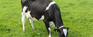 Milchproduktion in Australien und Neuseeland bricht ein