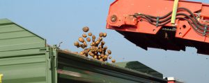 Kartoffelflächen 2019 insgesamt ausgeweitet