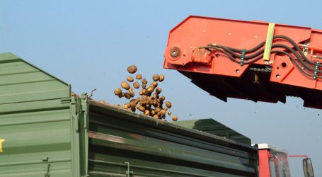 Kartoffelflächen 2019 insgesamt ausgeweitet