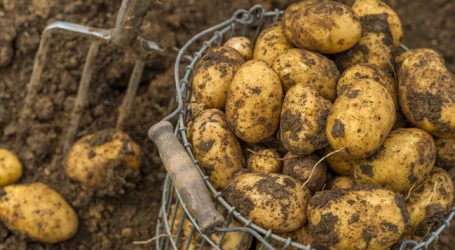 Heimische Erdäpfel praktisch ausverkauft