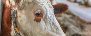 Milchpreise: Kleines Minus im März