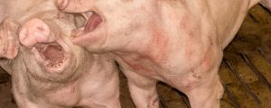 Niederlande: Tierschutzaktivisten nach Stallbesetzung angeklagt