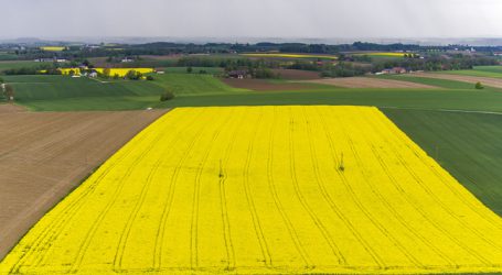 Palmölimporte bringen Raps in Gefahr