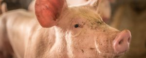 Schweine-Nachfrage überfordert chinesische Logistik