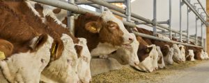 Japan blockiert Einfuhr von europäischem Rindfleisch