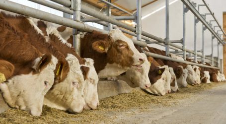 Japan blockiert Einfuhr von europäischem Rindfleisch