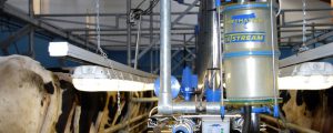 Gedämpfter Jahresstart für deutsche Milcherzeuger