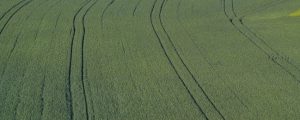 Flächenbilanz: Rübe, Sommergerste und Weizen große Verlierer