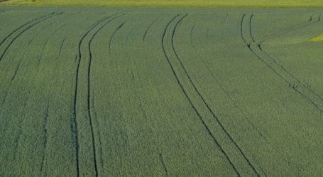 Flächenbilanz: Rübe, Sommergerste und Weizen große Verlierer