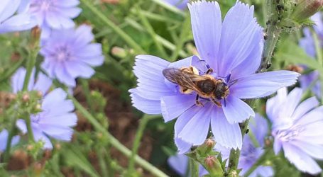 Oberösterreichs Bauern legten 575 Hektat Bienenweiden an