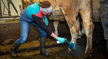 Tierärzte: Lieber Miau statt Muh