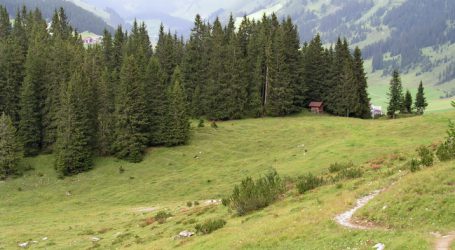 Ein Euro im Schutzwald spart 100 Euro für Verbauungen