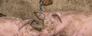 Liste Jetzt will Vollspaltenboden-Verbot beantragen