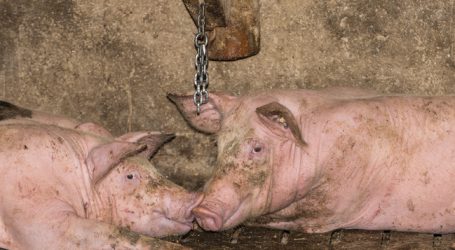 Liste Jetzt will Vollspaltenboden-Verbot beantragen