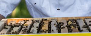 EU stockt Sektorförderung für Bienenzucht auf