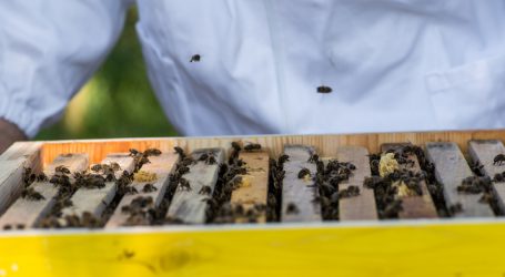 EU stockt Sektorförderung für Bienenzucht auf