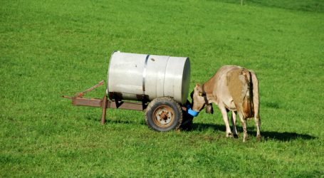 Dürresituation prägte Vorarlberger Milchjahr