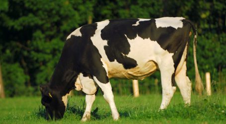 „No Deal-Brexit“ bereitet britischen Farmern Sorgen