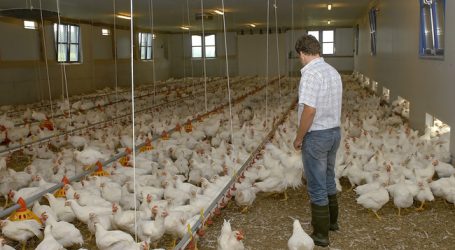 Geflügel-Stallbauoffensive zeigte Wirkung