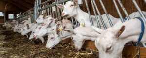 Schaf- und Ziegenmilchproduktion legte 2018 zu
