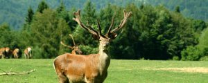 Pro Silva: Wald braucht neue Jagdstrategien
