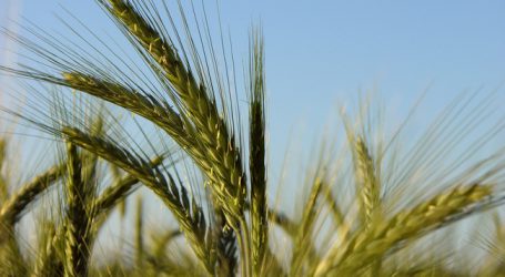 Richtpreise für Biofuttergetreide „von Bauer zu Bauer“