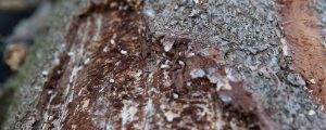 Heiße Temperaturen befeuern Borkenkäferentwicklung