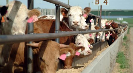 35.000 Tonnen mehr Rindfleisch aus den USA