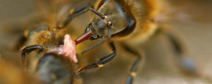 Kritik an „Verwässung“ des Bienenschutzes