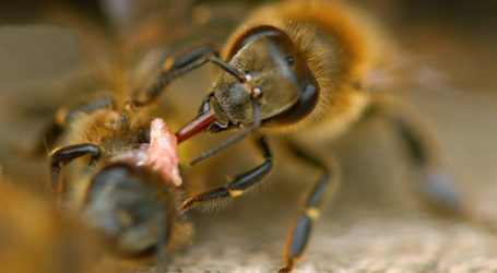 Kritik an „Verwässung“ des Bienenschutzes