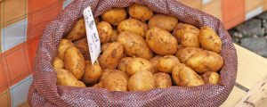 Erdäpfel bleiben heuer klein