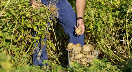 Erdäpfel: Trockenheit hinterlässt ihre Spuren