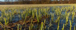 Natura 2000-Vertragsverletzungsverfahren eingestellt