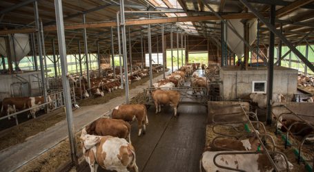 Berglandmilch startet Auszahlung von Tierwohlbonus
