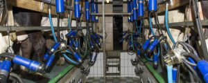 Milchpreise gingen im Juni leicht zurück