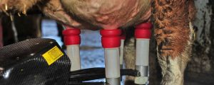 Melkroboter sollen automatisiert Daten schicken