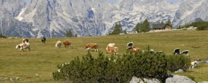 Herdenschutz wird auf vier Tiroler Almen untersucht