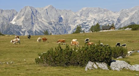 Herdenschutz wird auf vier Tiroler Almen untersucht