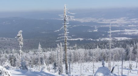 13,2 Mio. Euro Schneedruck-Schäden in Salzburgs Wäldern