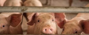 Sommerflaute lässt Schweinepreise sinken