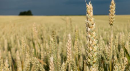 Saatzucht Edelhof züchtet klimafitte Getreidesorten