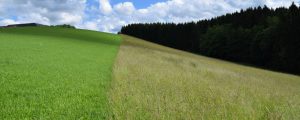Abgestufte Grünlandbewirtschaftung für mehr Naturschutz