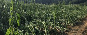 Neuerlich schwere Unwetter in der Steiermark